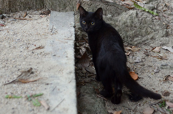 黒猫　子猫