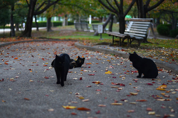 サビ猫　べっこう猫　黒猫　落ち葉