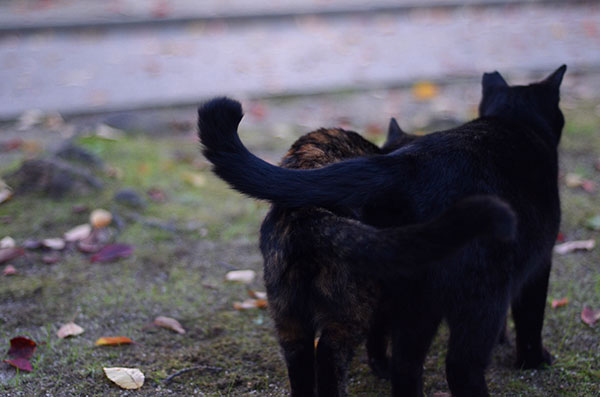 サビ猫　べっこう猫　黒猫