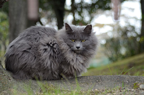 灰色猫