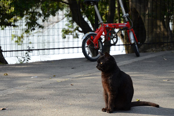 黒猫　自転車