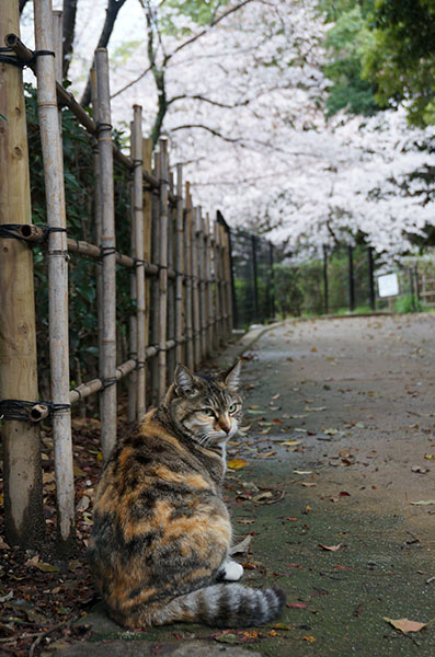 トモちゃん　縞三毛猫　桜