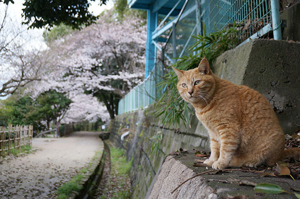 チビちゃん　茶トラ猫　桜