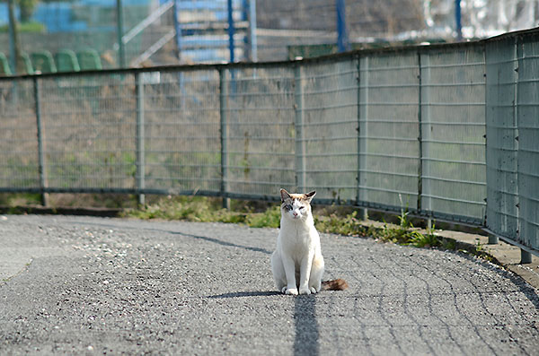キジ白猫　シャムネコ風