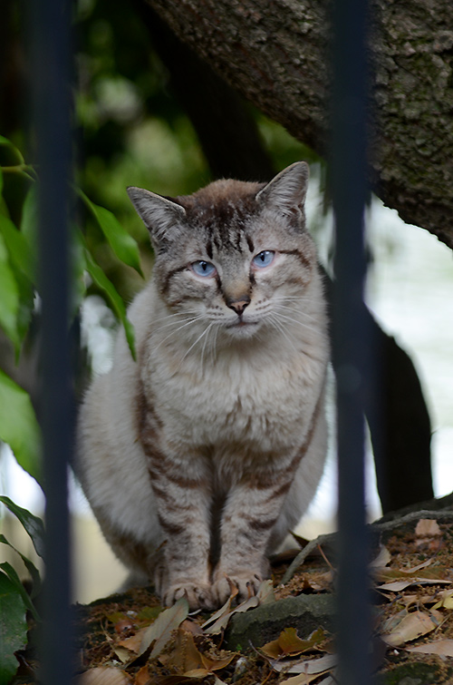 キジ白猫　青い目